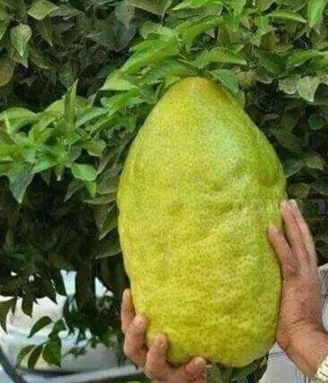 buah raksasa  © 2016 brilio.net