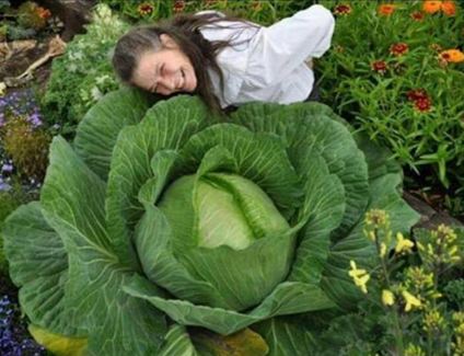 buah raksasa  © 2016 brilio.net