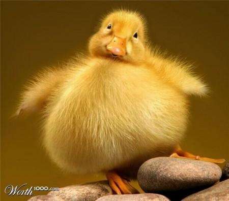 hewan gendut © 2016 brilio.net