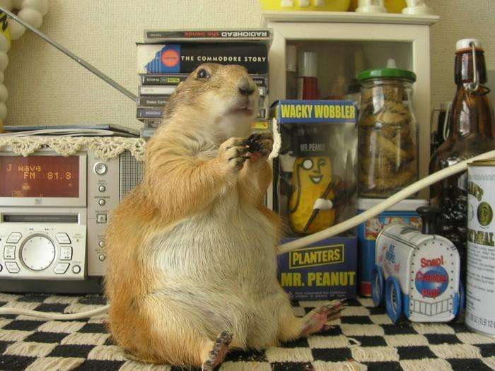 hewan gendut © 2016 brilio.net