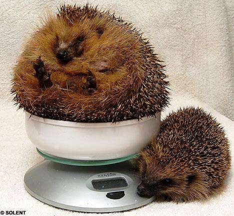 hewan gendut © 2016 brilio.net