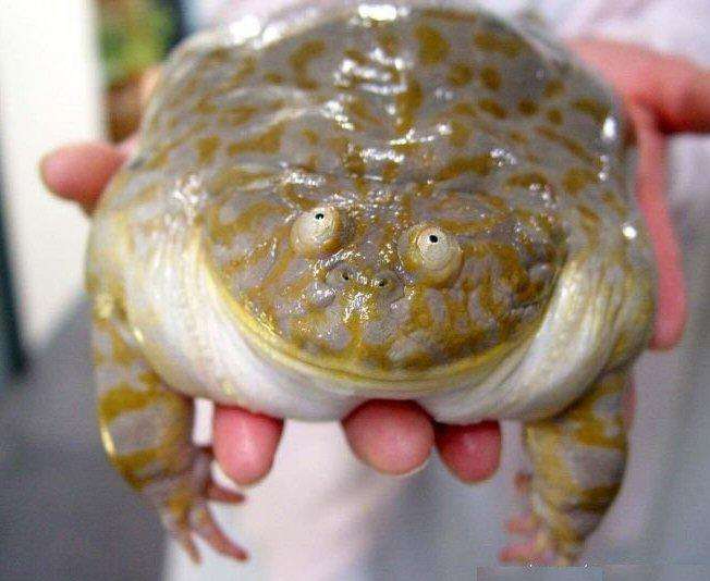 hewan gendut © 2016 brilio.net