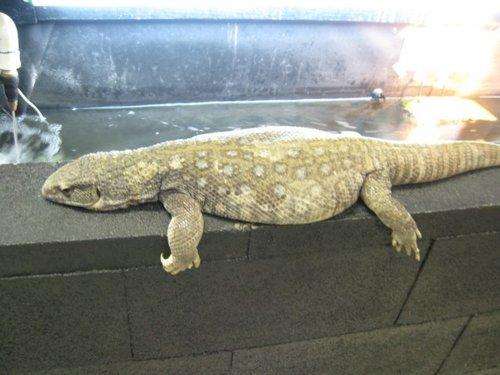 hewan gendut © 2016 brilio.net