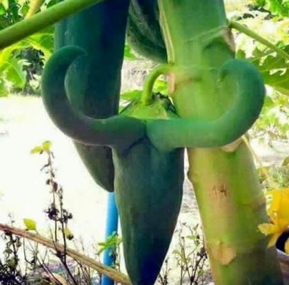 tanaman hewan © 2016 brilio.net