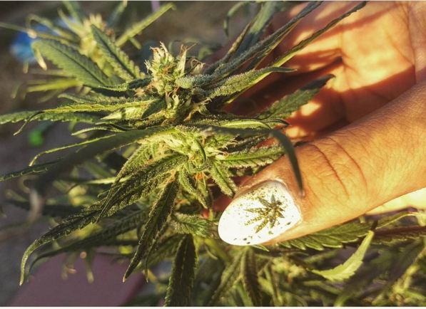 Weed Nail © 2016 brilio.net Weed Nail © 2016 brilio.net