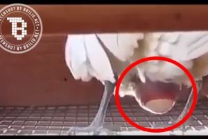 Perjuangan ayam saat bertelur ini bikin nggak tega makan telurnya