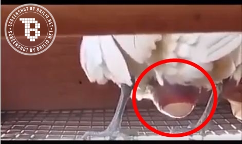 Perjuangan ayam saat bertelur ini bikin nggak tega makan telurnya