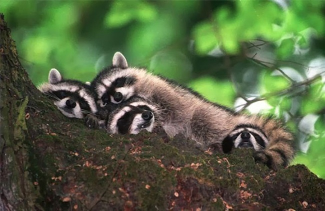 pose foto hewan tidur © 2016 brilio.net