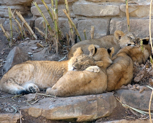 pose foto hewan tidur © 2016 brilio.net