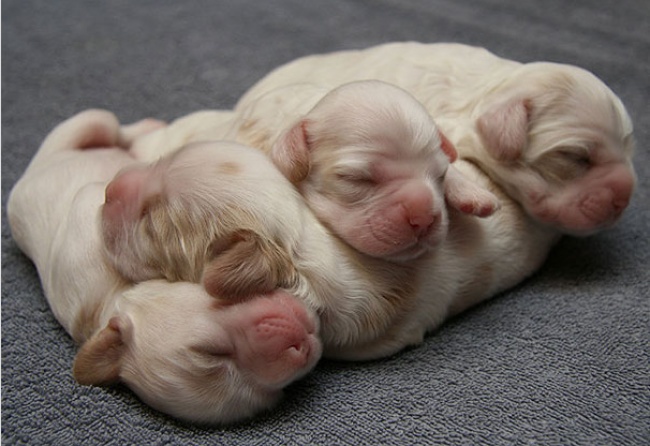 pose foto hewan tidur © 2016 brilio.net