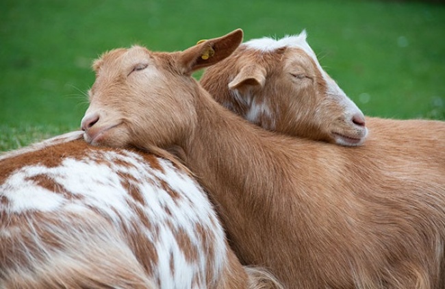 pose foto hewan tidur © 2016 brilio.net