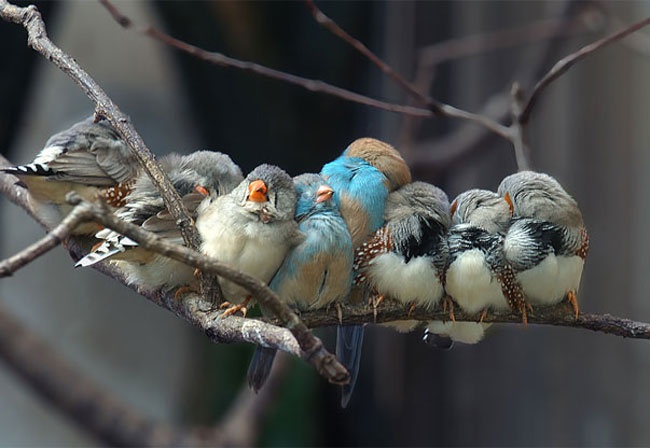 pose foto hewan tidur © 2016 brilio.net