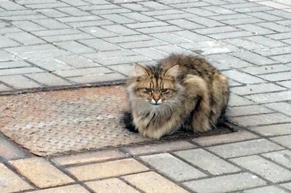 Kucing setia ini terus menunggu majikannya pulang, bikin haru...