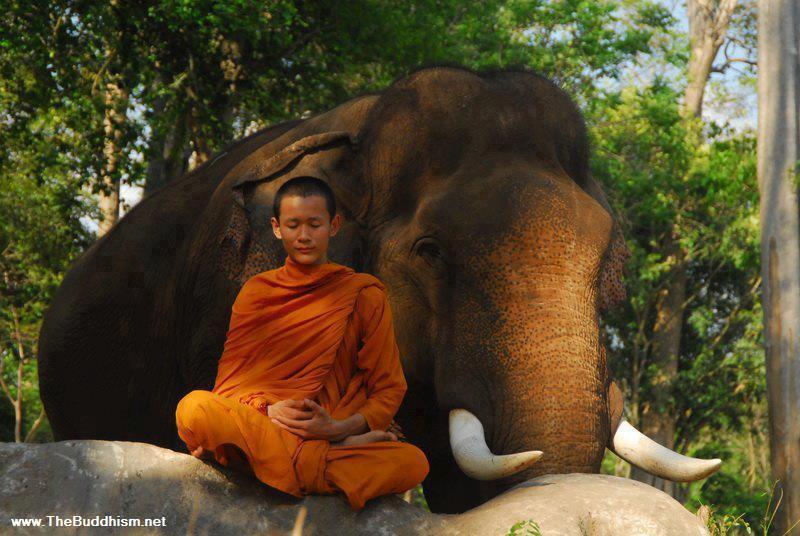 buddha dan hewan  © 2016 brilio.net