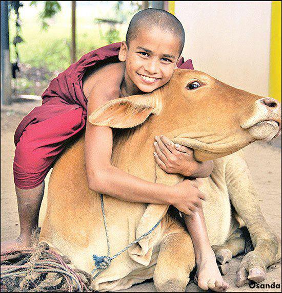 buddha dan hewan  © 2016 brilio.net