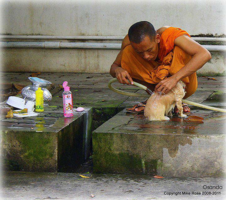 buddha dan hewan  © 2016 brilio.net