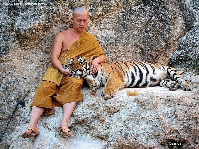 buddha dan hewan  © 2016 brilio.net