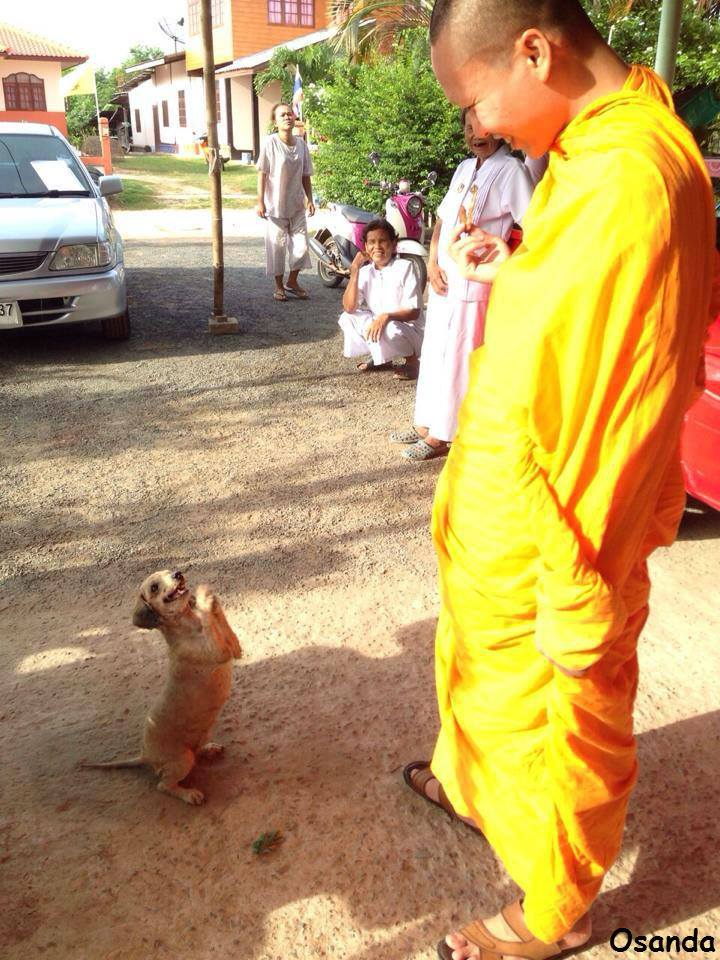 buddha dan hewan  © 2016 brilio.net