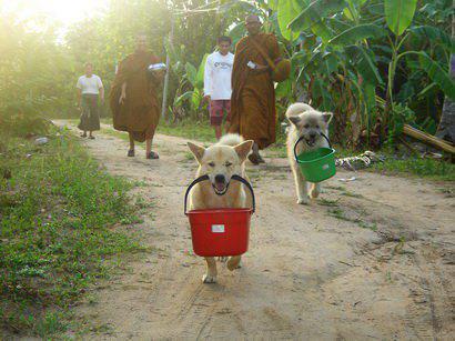 buddha dan hewan  © 2016 brilio.net