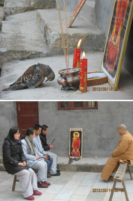 buddha dan hewan  © 2016 brilio.net