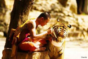 10 Potret keakraban biksu dan hewan liar, ada yang belai-belai macan!