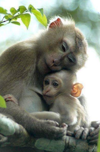 sayang hewan © 2016 brilio.net sayang hewan © 2016 brilio.net