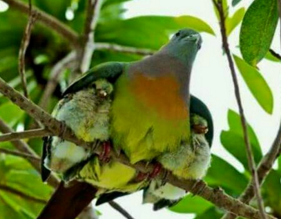 sayang hewan © 2016 brilio.net sayang hewan © 2016 brilio.net