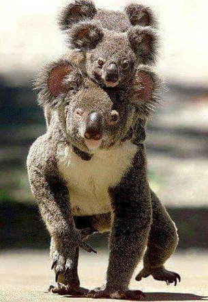 sayang hewan © 2016 brilio.net sayang hewan © 2016 brilio.net