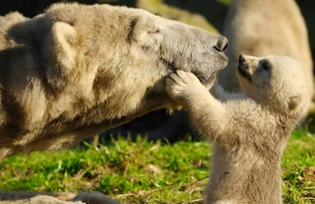 sayang hewan © 2016 brilio.net sayang hewan © 2016 brilio.net