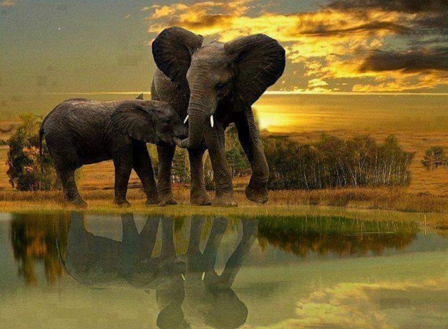 sayang hewan © 2016 brilio.net sayang hewan © 2016 brilio.net