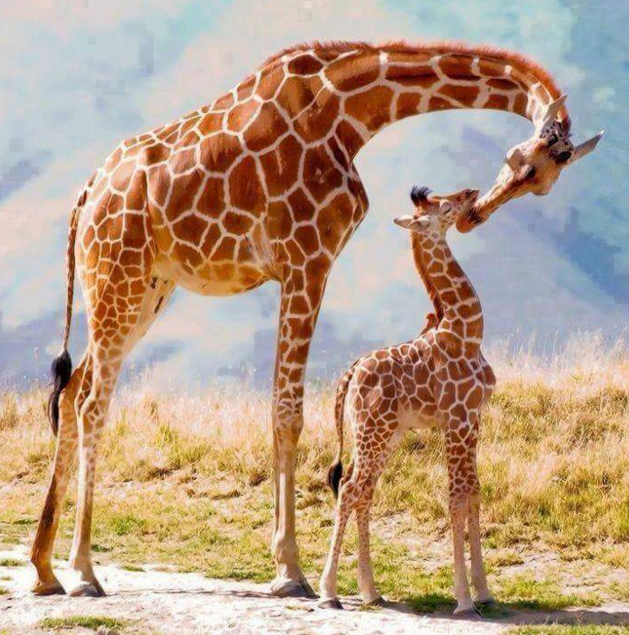 sayang hewan © 2016 brilio.net sayang hewan © 2016 brilio.net