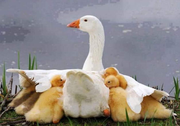 sayang hewan © 2016 brilio.net sayang hewan © 2016 brilio.net