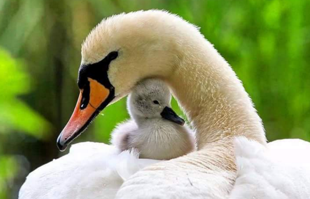 sayang hewan © 2016 brilio.net sayang hewan © 2016 brilio.net