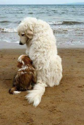 sayang hewan © 2016 brilio.net sayang hewan © 2016 brilio.net