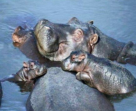 sayang hewan © 2016 brilio.net sayang hewan © 2016 brilio.net