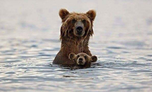 sayang hewan © 2016 brilio.net sayang hewan © 2016 brilio.net