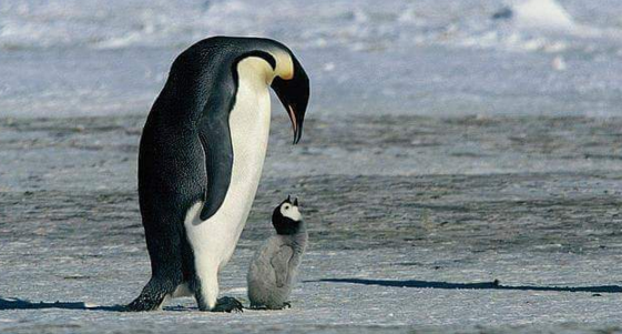 sayang hewan © 2016 brilio.net sayang hewan © 2016 brilio.net