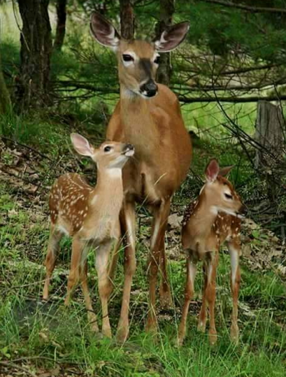 sayang hewan © 2016 brilio.net sayang hewan © 2016 brilio.net