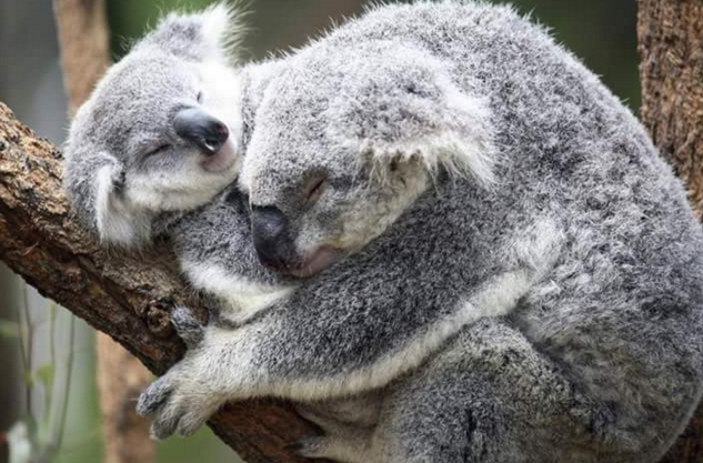 sayang hewan © 2016 brilio.net sayang hewan © 2016 brilio.net