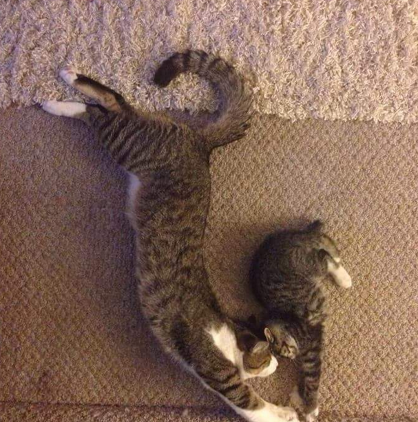 sayang hewan © 2016 brilio.net sayang hewan © 2016 brilio.net