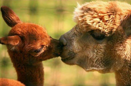 sayang hewan © 2016 brilio.net sayang hewan © 2016 brilio.net