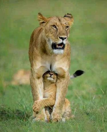 sayang hewan © 2016 brilio.net sayang hewan © 2016 brilio.net