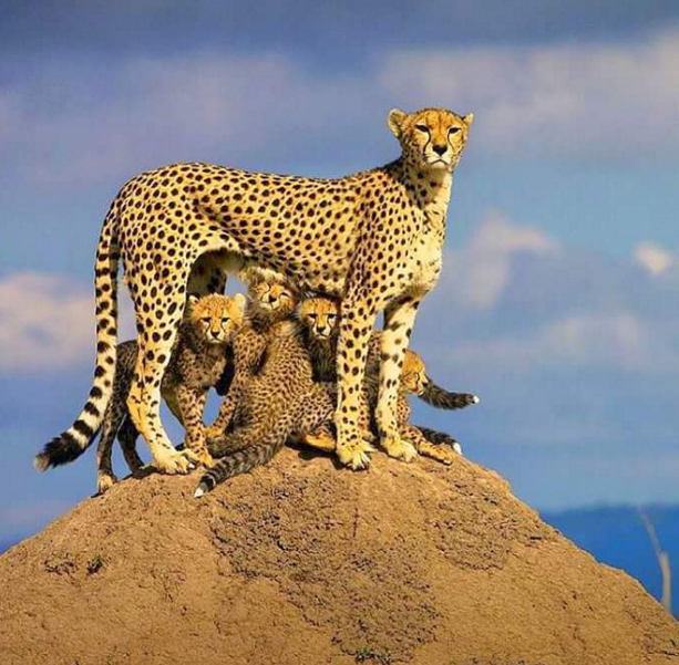 sayang hewan © 2016 brilio.net sayang hewan © 2016 brilio.net