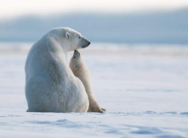 sayang hewan © 2016 brilio.net sayang hewan © 2016 brilio.net