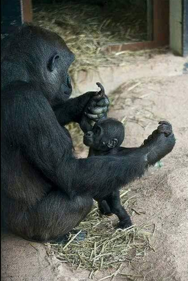 sayang hewan © 2016 brilio.net sayang hewan © 2016 brilio.net