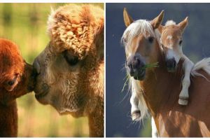30 Potret kasih sayang induk hewan kepada anaknya, bikin terharu ya!