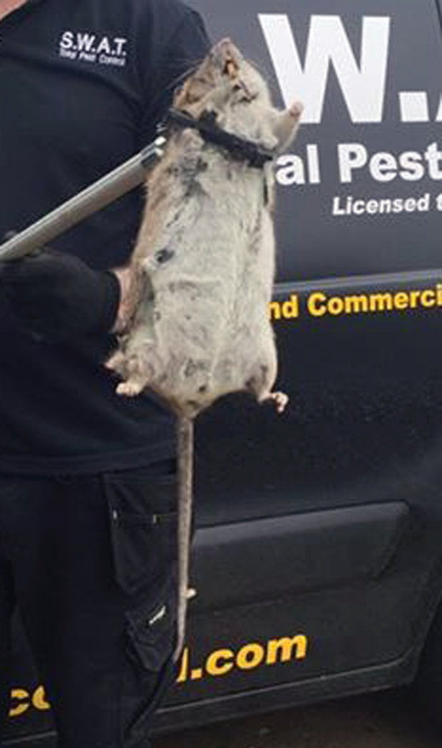 Seorang pria menangkap tikus sebesar bayi manusia, bikin geger!