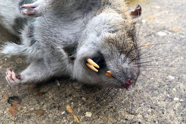 Tikus Gede © 2016 brilio.net