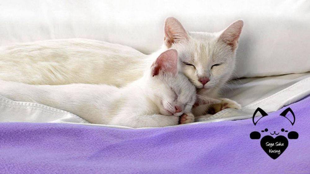 Momen Induk Anak Kucing © 2016 brilio.net