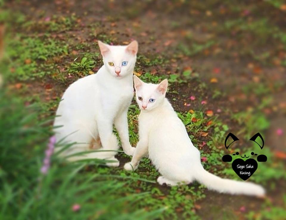 Momen Induk Anak Kucing © 2016 brilio.net